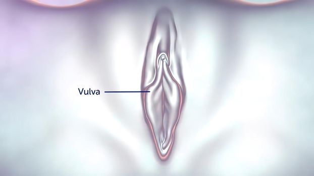 3D illustration Female reproductive organ anatomy. Uterus