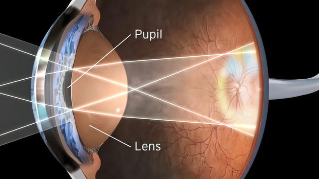 Eye Anatomy - Internal Structure, Medically Accurate