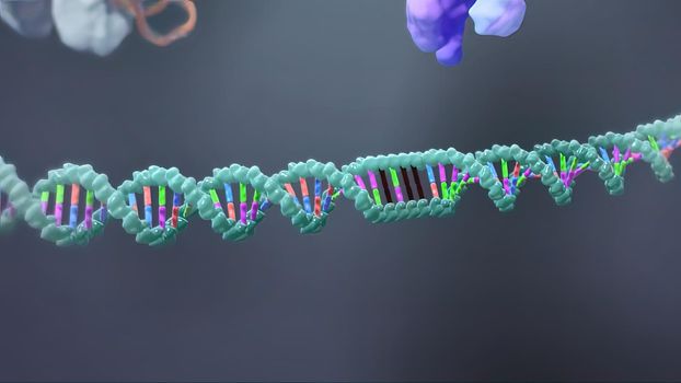 The genetic structure of 3D animated DNA