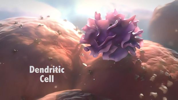 Dendritic cells are antigen presenting cells of the mammalian immune system.
