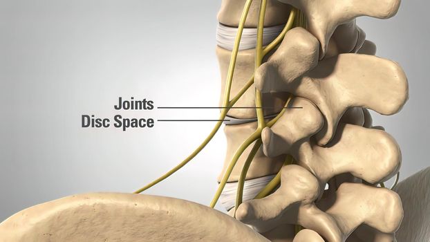 3D Medical illustration Human Skeleton, Disc space and Joints