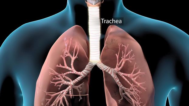 Respiratory system organs are divided into upper respiratory tract and lower respiratory tract.