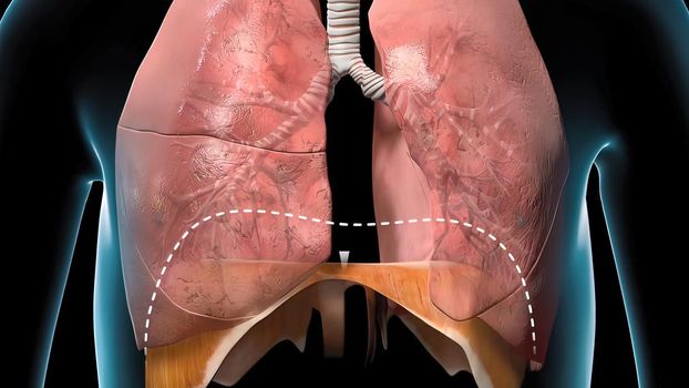The diaphragm is a structure in the body made of muscle and tendon that expands and contracts lungs