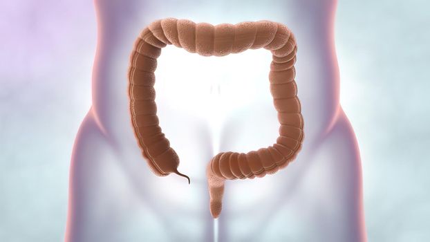 Internal organs and human defecation system. Medical illustration of large intestin