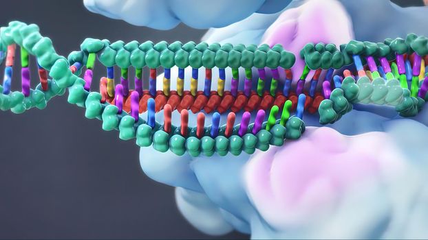 The genetic structure of 3D animated DNA
