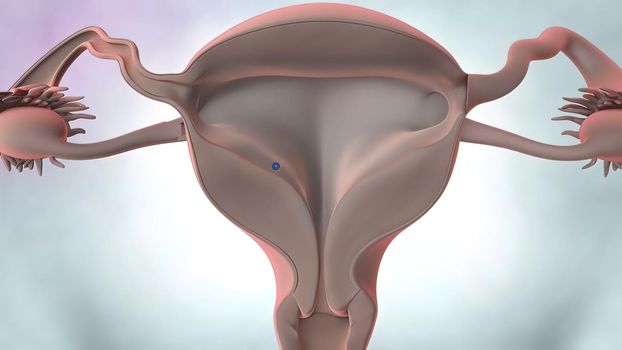 3D illustration Female reproductive organ anatomy.