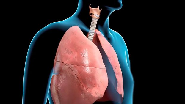 Respiratory system organs are divided into upper respiratory tract and lower respiratory tract.