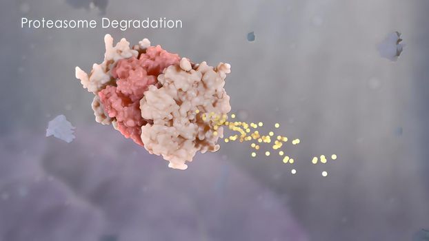 3D Scientific animated destruction of in tracellular protein