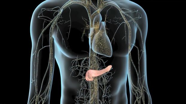 Human Internal Digestive Organ Pancreas Anatomy.