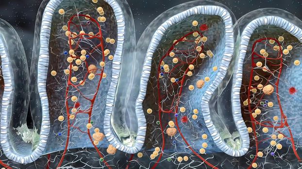 intestines in the depth of the villi of the convoluted area with carbohydrate molecules