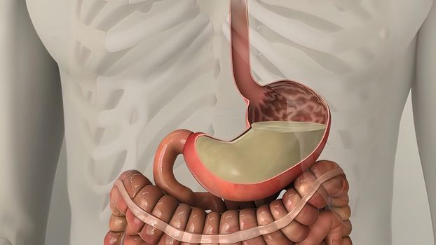 Anatomy of human digestive system guts and stomach