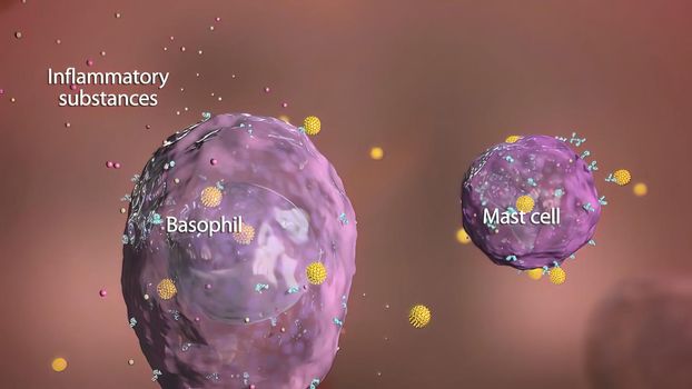 Basophil and mast cell in the immune system