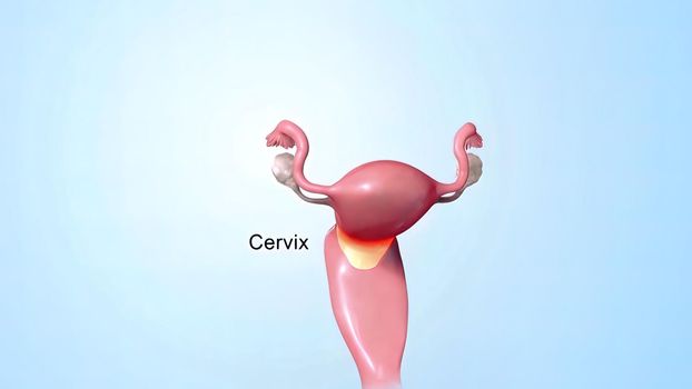 A female's internal reproductive organs are the vagina, uterus, fallopian tubes, and ovaries.