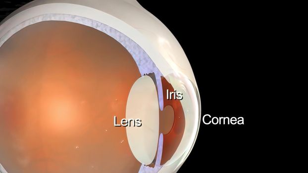 Eye Anatomy - Internal Structure, Medically Accurate