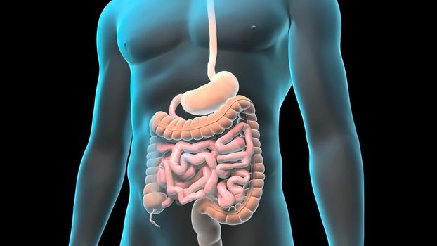 Human Digestive System Anatomy Concept. 3D illustration
