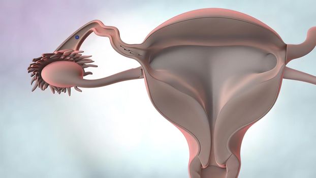 3D illustration Female reproductive organ anatomy.