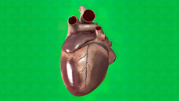 The heartbeat on green screen