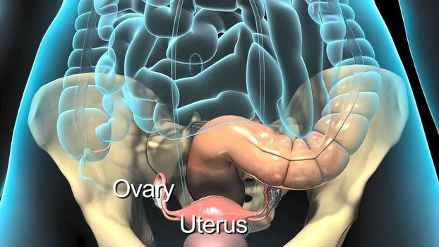 A female's internal reproductive organs are the vagina, uterus, fallopian tubes, and ovaries.