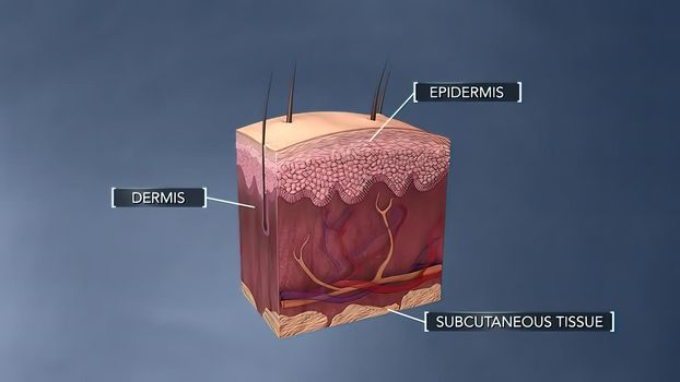 Anatomical structure of the skin