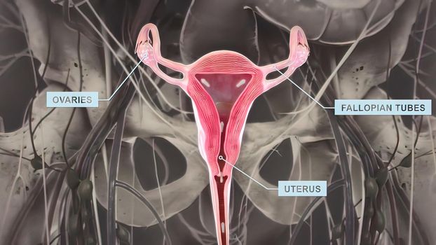 Ovaries are the female gonads the primary female reproductive organs.