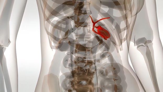 The Woman Gallbladder With organs Medical Scan Anatomy