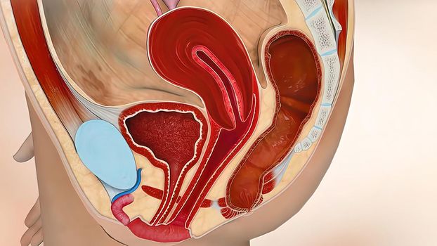 3D Medical illustration Female Reproductive System, Menstrual Cycle