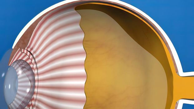 3D medical eye anatomy