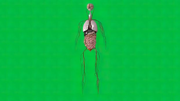 Brain, digestive system, respiratory system and vascular system on green background