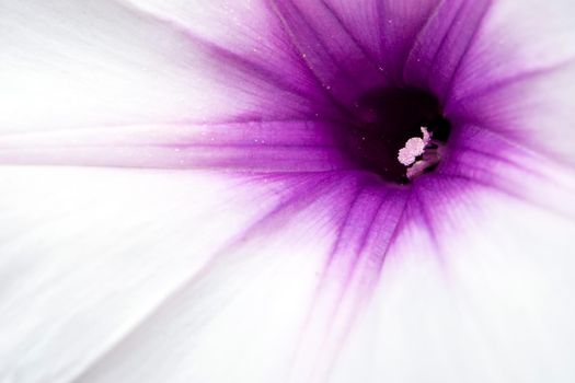 Texture detail of morning glory flower
