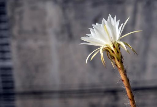 White color with fluffy hairy of Cactus flower and urban background