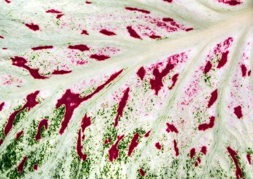 Red and green freckles on White leaf of Caladium leaf