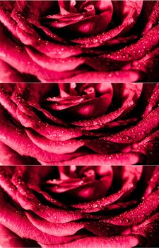 Freshness red rose with water drops, selected focus, floral background