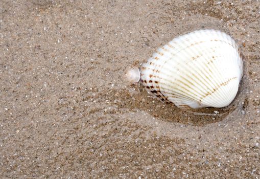 Remainder sea shell on sand beach