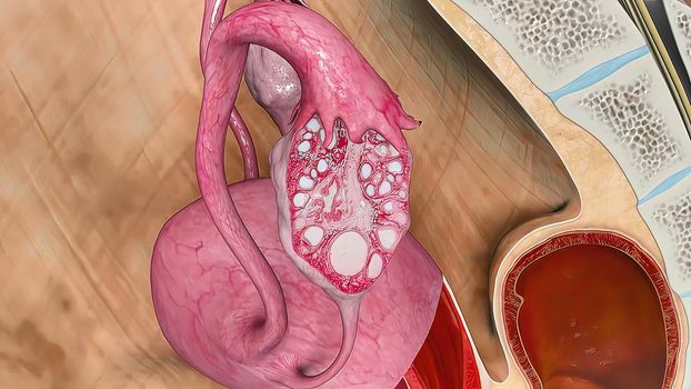 3D illustrationof The Female Reproductive organ and ovaries