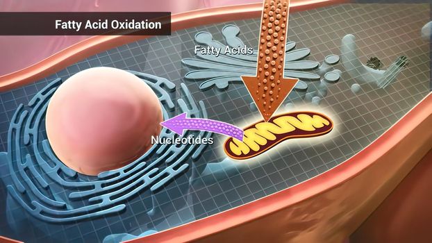Fatty acid oxidation, the mitochondrial aerobic process of converting a fatty acid to acetyl