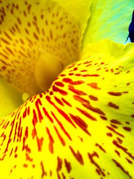 Freshness flower red spots on bright yellow fragile petal of Canna