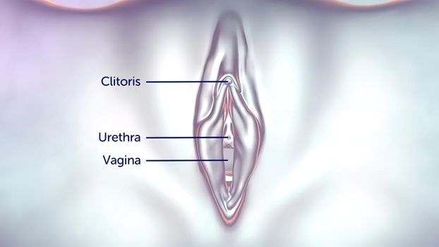 3D illustration Female reproductive organ anatomy. Uterus