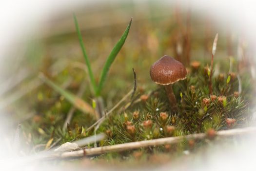 Macro world of moss and mushrooms.