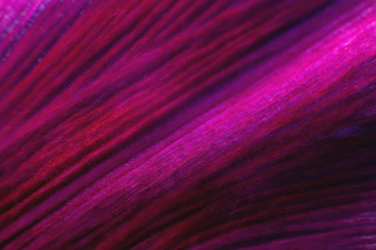 Close-up of purple petal from a flower on a black background. extreme macro shot