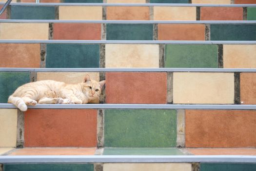orange cat tabby feline lying resting on stairs 