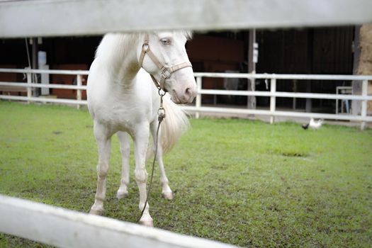 white pony horse with mane in farm