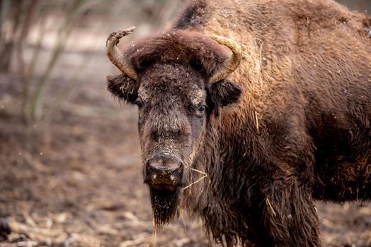 Buffalo on the nature