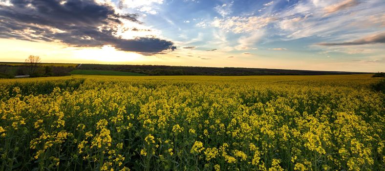 Panoramic landscape with beautiful sky and rapeseed field 