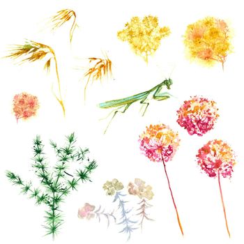Set with wild plant and praying mantis. Watercolor hand drawn painting illustration