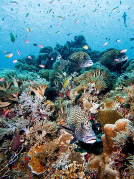 Tubbataha's Coral Reefs: Underwater Paradise for Tropical Fish