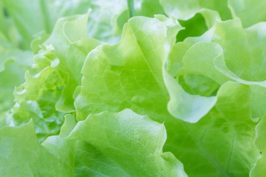 Green lettuce leaves with shallow depth of field