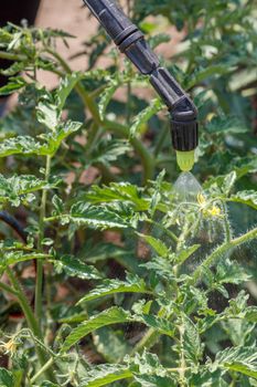 Sprinkling of tomato bushes. Protecting tomato plants from disease
