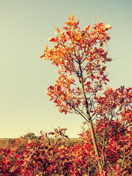 Trees and bushes with red and yellow leaves in the forest on autumn