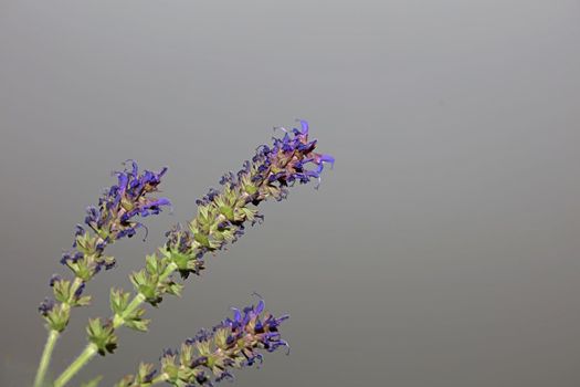 Flower blossoming salvia nemorosa family lamiaceae close up botanical background high quality big size print home decor agricultural plants
