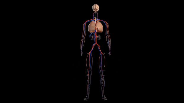 Human anatomy on black background, of vascular system